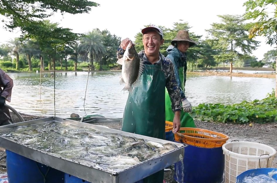 佛山工业视频-企业视频-南联村水产